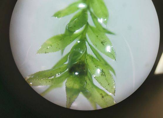 Osobnik żeński Merzyka groblowego (Mnium hornum) pod mikroskopem (fot. JK)