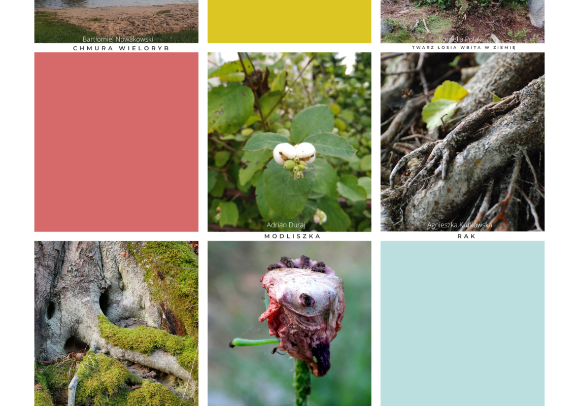 Grafika IV edycja konkursu "Pareidolia w naturze"