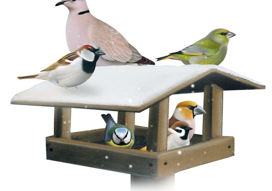 ptaki przy karmniku