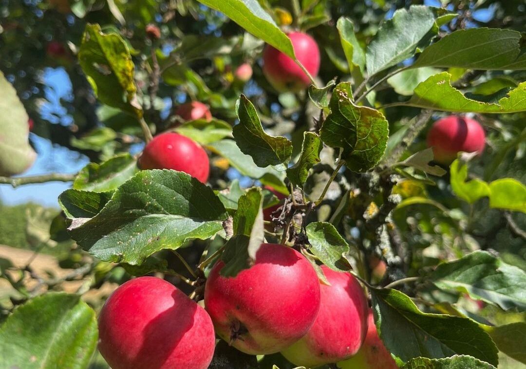 Zdjecie przedstawia owocującą jabłoń