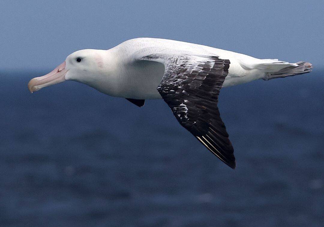Albatros wędrowny. Fot. Andrzej Kośmicki Zdjęcie przedstawia albatrosa wędrownego w locie.