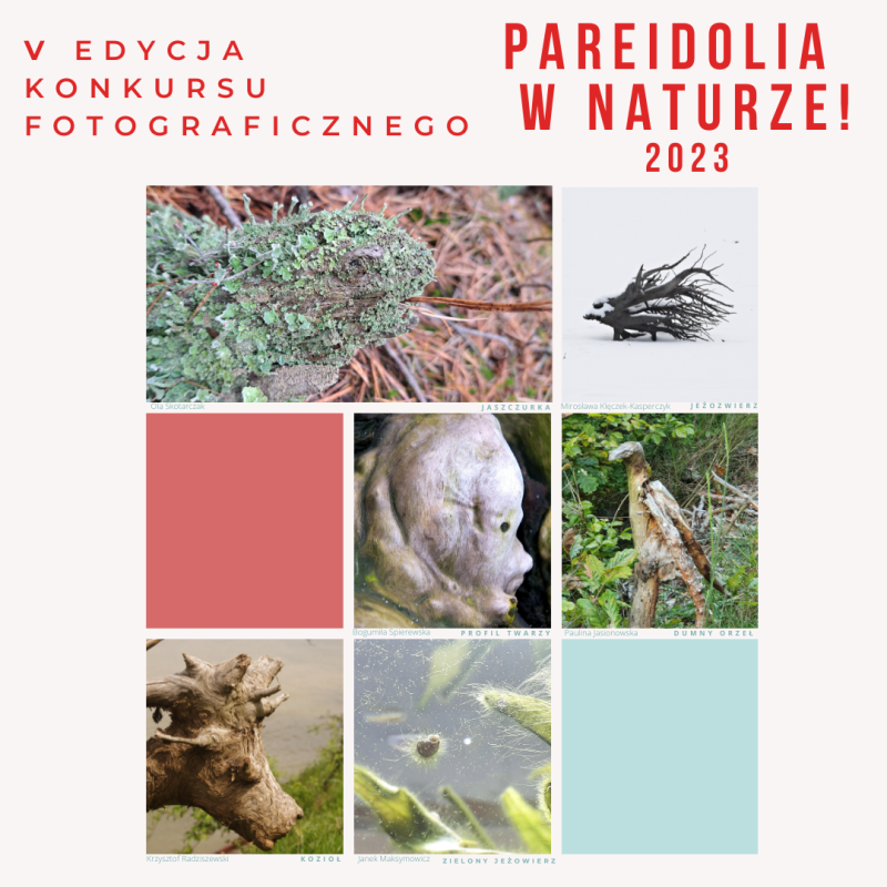 Grafika V edycja konkursu "Pareidolia w naturze"