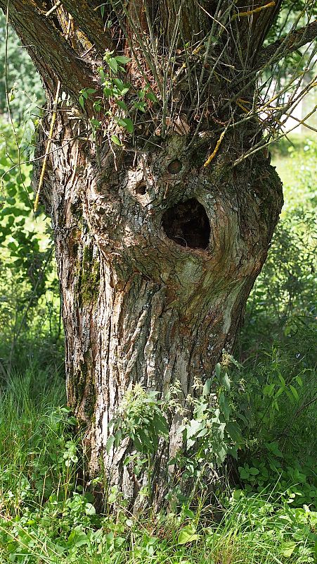 Grafika Wyniki V edycji konkursu Pareidolia w naturze