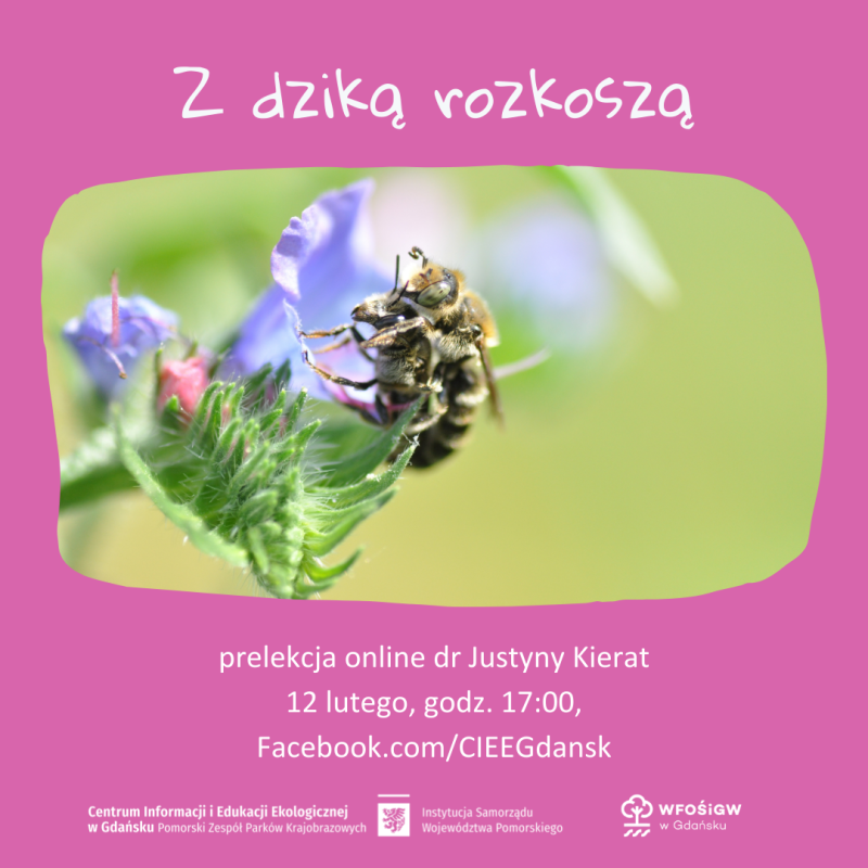 Zaproszenie na prelekcje online ze zdjeciem 2 pszczół siedzących na fioletowym kwiatku.