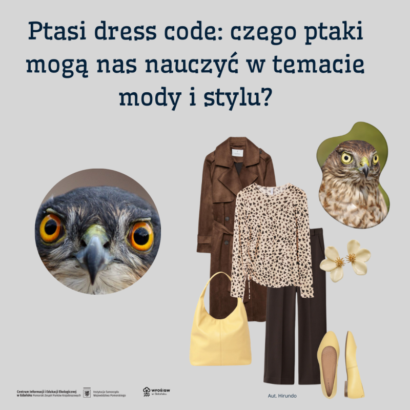 grafika promująca wydarzenie Ptasi dress code: czego ptaki mogą nas nauczyć w temacie mody i stylu? na grafice dwa zbliżenia na głowę ptaka drapieżnego a obok zestawiona stylizacja: płaszcz, koszula, tspodnie, torebka i buty kolorystycznie pasujące do barw ptaków ze zdjęć. Dominuje kolor brązowy i beżowy.