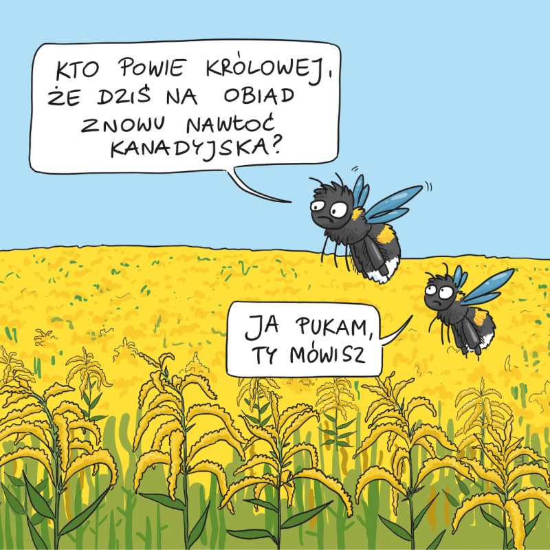 Grafika do wydarzenia autorstwa Justyny Kierat Grafika przedstawiająca pole nawłoci czyli rośliny inwazyjnej oraz dwie pszczoły zastanawiające się która z nich przekaże wiadomość królowej, że dziś do jedzenia znowu nawłoć.