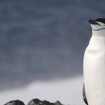 Antarctic Beauty, czyli opowieść o roku spędzonym w Antarktyce grafika