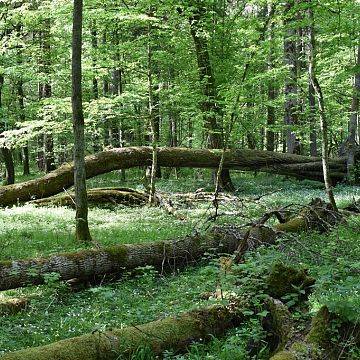 Bałagan w lesie? Martwe drewno a różnorodność biologiczna grafika