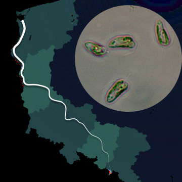 „Czy Prymnesium parvum, tzw. „złota alga”, nadal może stanowić zagrożenie w Odrze?” grafika