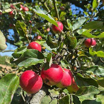 Grafika „Maćkowy okiem botanika”. Spacer terenowy