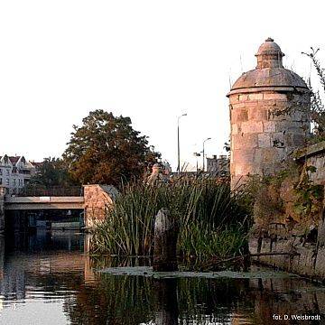 Grafika Spacer przyrodniczy „Motława - historia (nie)naturalna”