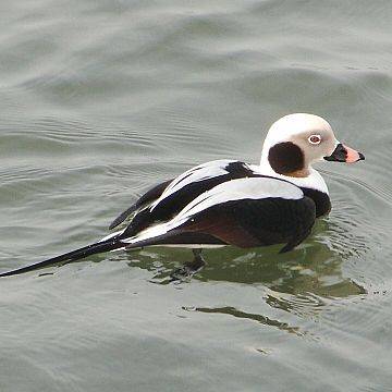 Grafika Czy skrzydlaci goście z północy już do nas zawitali? Spacer z ornitologicznym motywem przewodnim