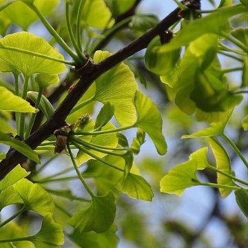 Grafika "Opowieści o drzewach" w Parku Steffensów