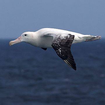 Grafika Z Durbanu ku Antarktyce!  Rejs Flock to Marion 2025 czyli ekoturystyka w służbie ochrony ptaków morskich”.