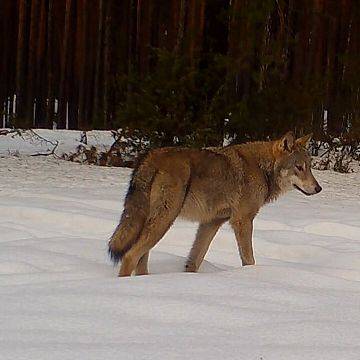 Grafika Wilcze AuuuuuMORY