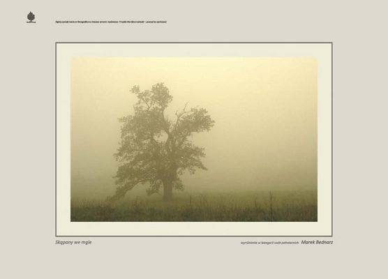 Grafika 56: Drzewa fotografie