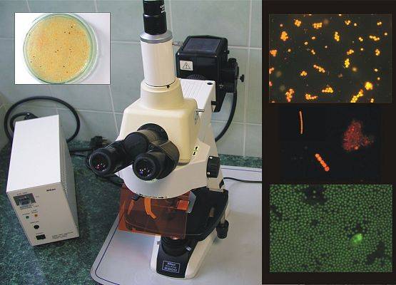 Izolacja, identyfikacja i hodowla mikroorganizmów. fot. z archiwum Zakładu Biotechnologii Morskiej