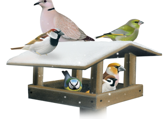 ptaki przy karmniku