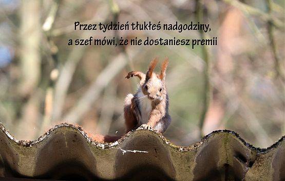 zdjęcie wiewiórki na dachu, w pozycji z której zaraz skoczy