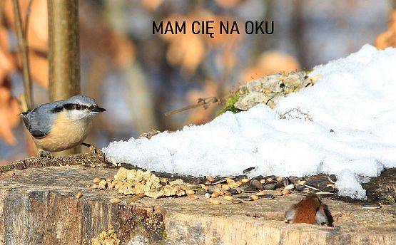 zdjęcie kowalika na pniu, z którego otworu wyłania się główka myszy