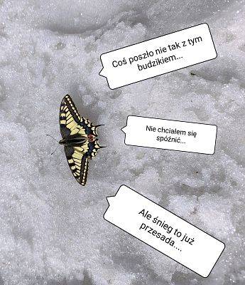 zdjęcie motyla na śniegu