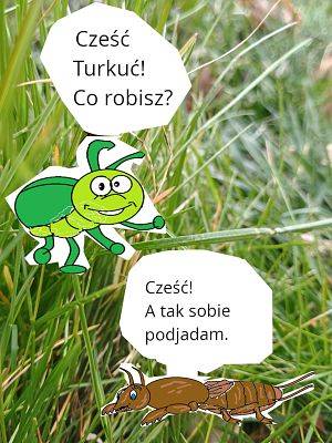 mem o turkuciu podjadku