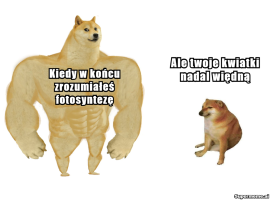 mem z dwoma psami, jeden stoi na dwóch łapach i ma bardzo rozpudowaną budowę, jak człowiek z siłowni