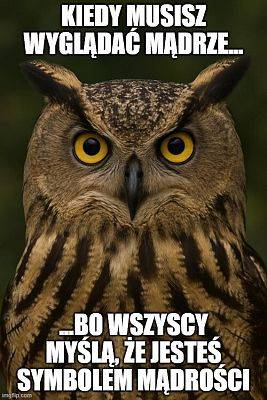 mem z sową i jej mądrością