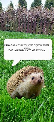 mem z jeżem na trawie