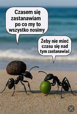 mem z mrówkami nad morzem