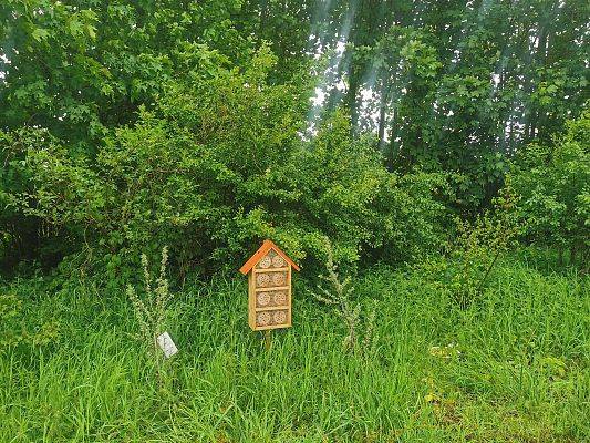hotel dla owadów wśród traw  i innych roślin