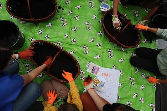 zbliżenie na kosze wypełnione ziemią, wokół nich ludzie, widać tyko ich ręce w rękawiczkach ogrodowych.