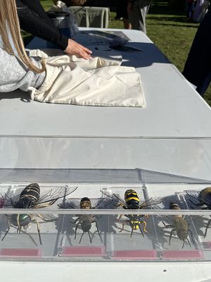 na stole modele owdów w tle woreczki, w które dzieci włożyły ręce.