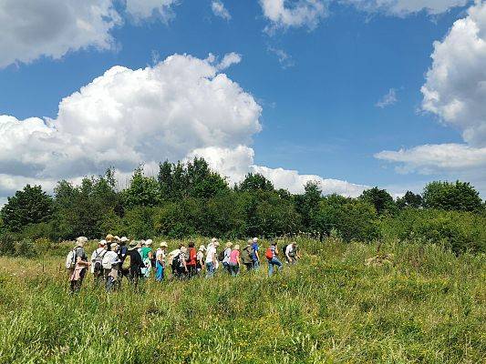 Grupa osó idzie przez ukwieconą łąkę, w oddali widać budynki. Na niebieskim niebie białe chmury.
