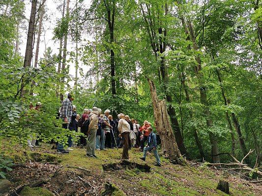 Grupa starszych osó stoi na skarpie w lesie, obok stoi pień martwego drzewa. Kilka osób patrzy w górę, w stronę nieba.