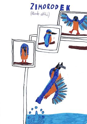 Wyróżnienie Uczennica Urszula z Klasy IV A ze Szkoły Podstawowej nr 27 im. Dzieci Zjednoczonej Europy w Gdańsku Zimorodek - niebiesko-pomarańczowy ptak narysowany w 4 sytuacjach, na dole wylatuje z wody z rybą
