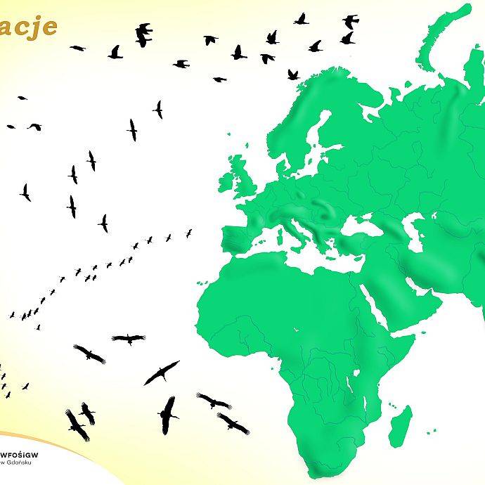 Wędrówki zwierząt na przykładzie ptaków. grafika