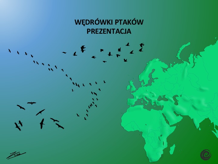 Okładka: Prezentacja ppt - migracje u ptaków